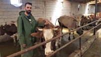 Genç Çiftçi 6 Inekle Basladigi Hayvancilikta Sayiyi 12.5 Kat Artirdi