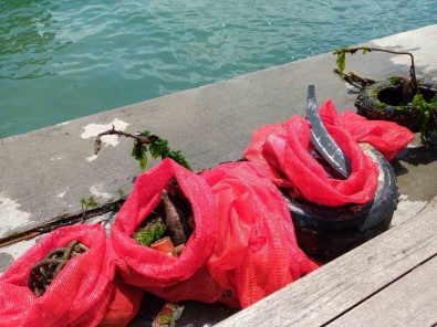 Denizden Çikarilan Attiktan Elbise Yaptilar