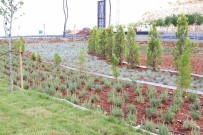 Egil'de Peyzaj Çalismalari 16 Bin Çali Ve Farkli Türlerle Tamamlandi