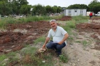 Turgutlu'da Çam Agaçlarinin Kesilmesine Tepki Haberi
