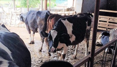Süt Üreticileri Artan Maliyetler Karsisinda Yem Destegi Talep Etti