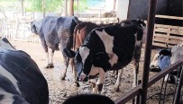 Süt Üreticileri Artan Maliyetler Karsisinda Yem Destegi Talep Etti Haberi