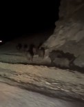Yüksekova'da Domuz Sürüsü Görüntülendi Haberi