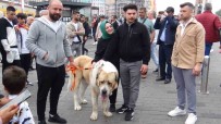 Sampiyon Dev Köpek Taksim'de Ilgi Odagi Oldu