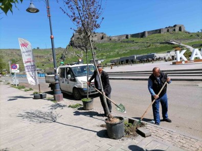 Kars'ta Kuruyan Agaçlar Degistiriliyor