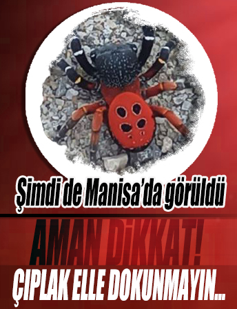 Manisa’da zehirli uğur böceği örümceği görüldü