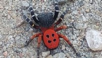  ZEHİRLİ ÖRÜMCEK - Manisa’da zehirli uğur böceği örümceği görüldü