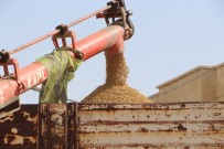 Mardin'de Çiftçiler Hububatta Rekolteden Memnun Haberi