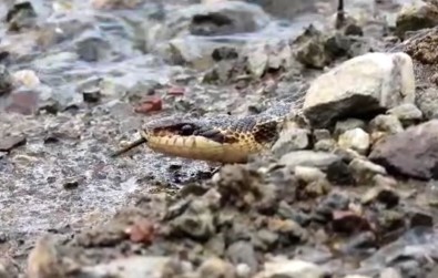 Tunceli'de Sari Yilan Görüntülendi