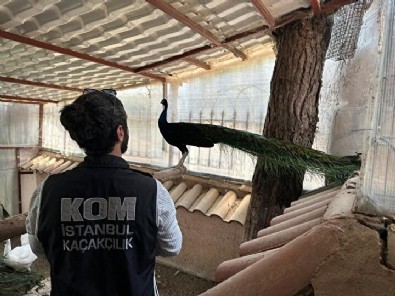 Villadan çıkanlar 'pes' dedirtti: Kimsenin aklına gelmezdi görenler şaşkına döndü