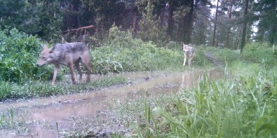Artvin'de Ormanda Kurt Sürüsü Görüntülendi