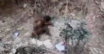 Bursa’da hayvan vahşeti! Yavru köpeğin ayaklarını kesip yaktılar