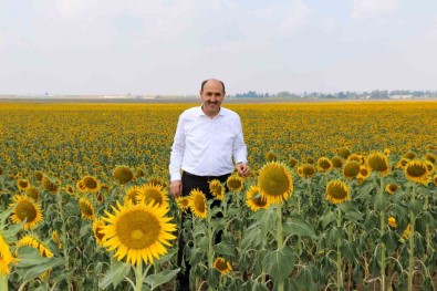 Çukurova'da 'Beyaz Altinin' Yerine 'Sari Altin Aldi'