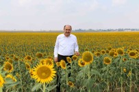 Çukurova'da 'Beyaz Altinin' Yerine 'Sari Altin Aldi'