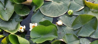 Nilüferler Süleymanli Yayla Gölünün Güzelligine Güzellik Katti