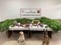 Aydin'da Son 6 Ayda 50 Ton Uyusturucu Madde Ele Geçirildi