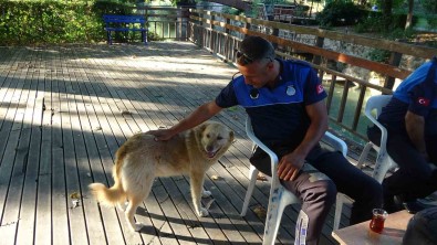 Sicaklik Artti, Belediyeden Anonslu Uyari Geldi Açiklamasi 'Kapi Önüne Mama Ve Su Koyun'