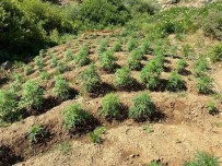 Bingöl'de 2 Bin 440 Kök Kenevir Bitkisi Ele Geçirildi