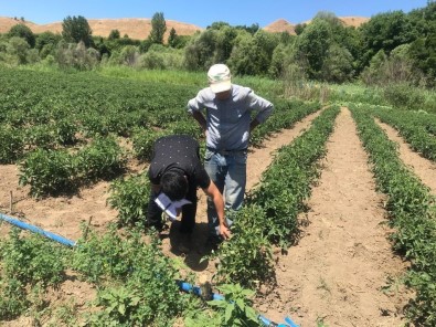 Bingöl'de Yüzde 75 Hibe Dagitilan Fidelerin Kontrolleri Yapiliyor