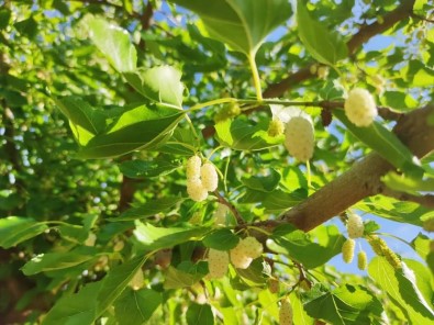 Hasat Dönemindeki Yagislar, Dutun Rekoltesini Düsürdü