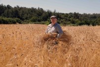 Karakilçik Bugdayda Hasat Zamani