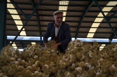 Tasköprü Sarimsagi Pazara Indi Açiklamasi 20 Ile 45 TL Arasinda Alici Buluyor