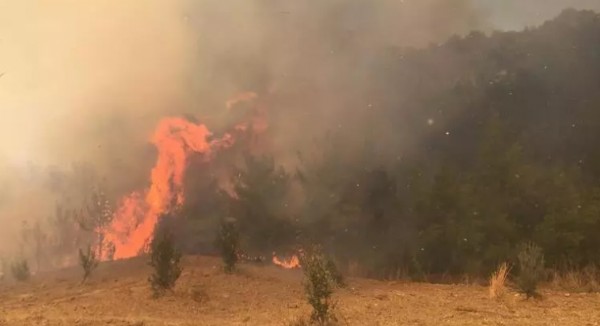 Adana'da orman yangını