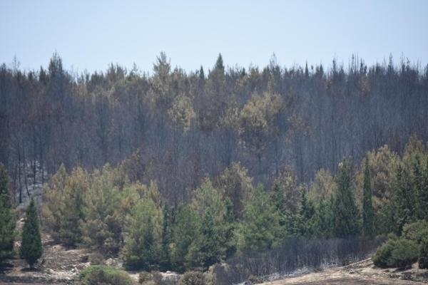 İzmir'deki yangınlarda 390 hektar kül oldu