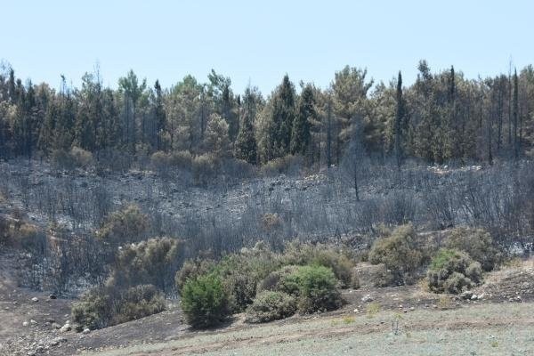 İzmir'deki yangınlarda 390 hektar kül oldu