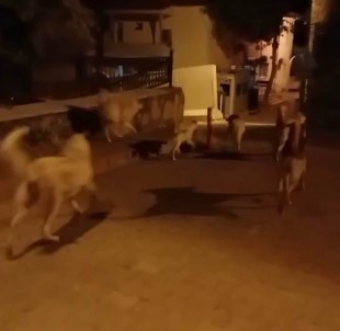 Elazig'da Basibos Köpekler 150 Tavugu Telef Etti
