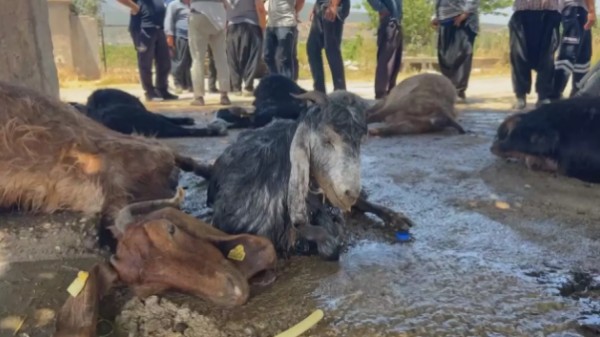 Hatay’da korkunç olay! 77 küçükbaş hayvan telef oldu!