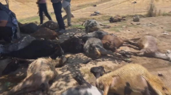 Hatay’da korkunç olay! 77 küçükbaş hayvan telef oldu!