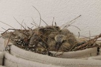 Kumru Yuvasi Için Haliyi Yere Sermiyor