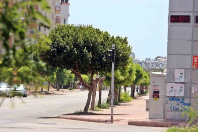 Termometreler 45 Dereceyi Gösterdi, Yagmurdan Kaçar Gibi El Nino'dan Kaçtilar