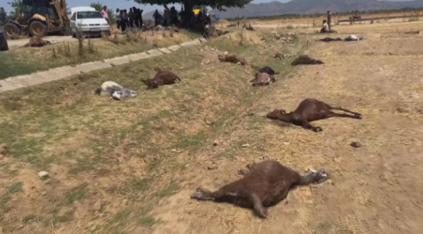 Hatay’da korkunç olay! 77 küçükbaş hayvan telef oldu!