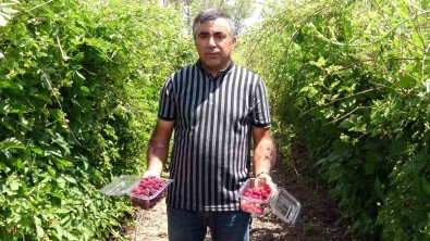 Hobi Olarak Üretmeye Baslamisti Simdi Taleplere Yetisemiyor, Bahçeden Çikmadan Ürünler Tükeniyor