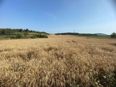 Kestel Belediyesi, Türkiye'nin En Ucuz Ekmegi Için Hasada Basliyor