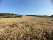 Kestel Belediyesi, Türkiye'nin En Ucuz Ekmegi Için Hasada Basliyor