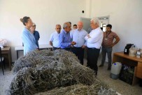 Büyüksehir Destegi Ile 212 Dekar Arazi Lavanta Ile Bulustu