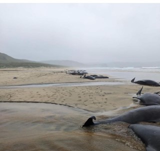 Iskoçya'da 55 Pilot Balina Karaya Vurdu