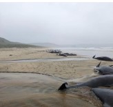 Iskoçya'da 55 Pilot Balina Karaya Vurdu