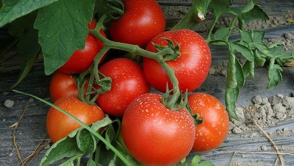 Bu köyde işsizlik derdi yok! Çevre köy ve illerden işçi kiralanıyor! Bu yıl beklenti 15 bin ton... .