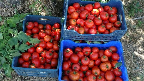 Bu köyde işsizlik derdi yok! Çevre köy ve illerden işçi kiralanıyor! Bu yıl beklenti 15 bin ton... .