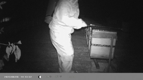 Binlerce arı telef oldu: Gerçek kamera kayıtlarında ortaya çıktı