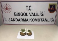 Bingöl'de 2 Bin 507 Kök Kenevir Ele Geçirildi
