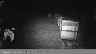 Binlerce arı telef oldu: Gerçek kamera kayıtlarında ortaya çıktı