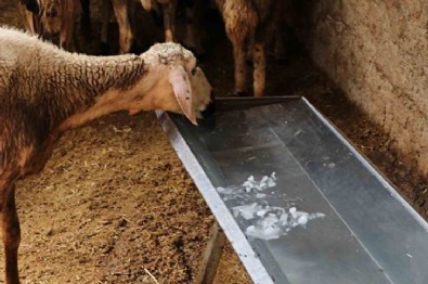 Termometreler 52 dereceyi gördü: Türkiye'nin en sıcak ili belli oldu kimse sokağa çıkamıyor