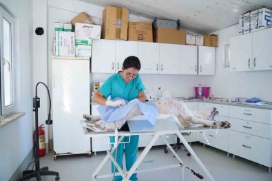 Ayvalik Belediyesi Sokaktaki Can Dostlarin Da Yaninda