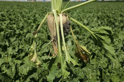 Konya Seker'den Üreticilere 182 Milyon Avans Ödemesi