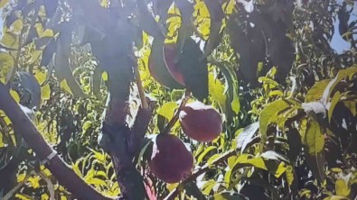 Mardin'de Seftali Hasadi Basladi Açiklamasi 40 Ton Rekolte Bekleniyor